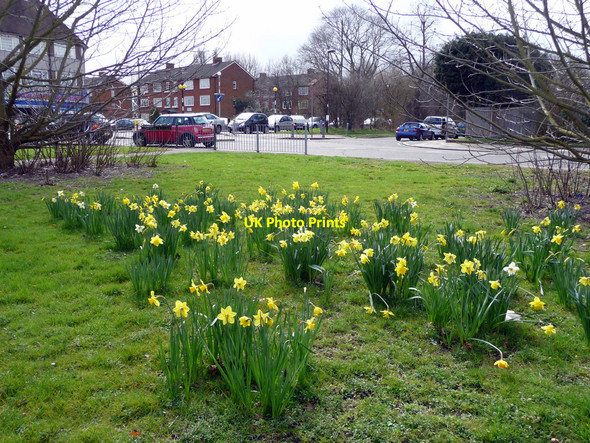 Photo 6"x4" Daffodils, Bramley Road, London N14 Southgate\/TQ3094 c2010 P1