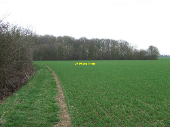 Photo 6"x4" Rumburgh Wood All Saints South Elmham c2010