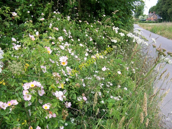 Photo 6"x4" Old Shaston Drove Salisbury c2009