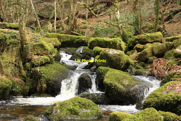Photo 6"x4" Grey Park Wood Buckland in the Moor c2010