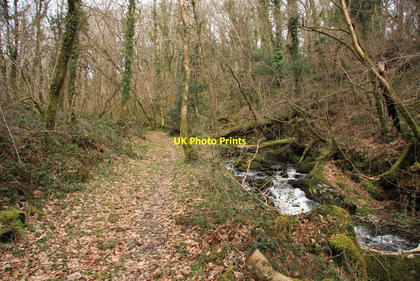 Photo 6"x4" Grey Park Wood Buckland in the Moor c2010 P1