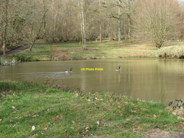 Photo 6"x4" Canada Geese on unnamed pond near Twyford Farm Wych Cross c2010