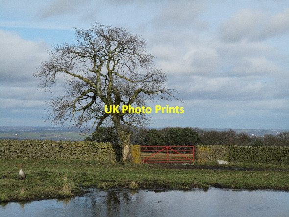 Photo 6"x4" Field Corner with Pool & Goose Woodland\/NZ0726 c2010