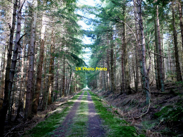 Photo 6"x4" Forest track north of Chester Hope Great Tosson c2010