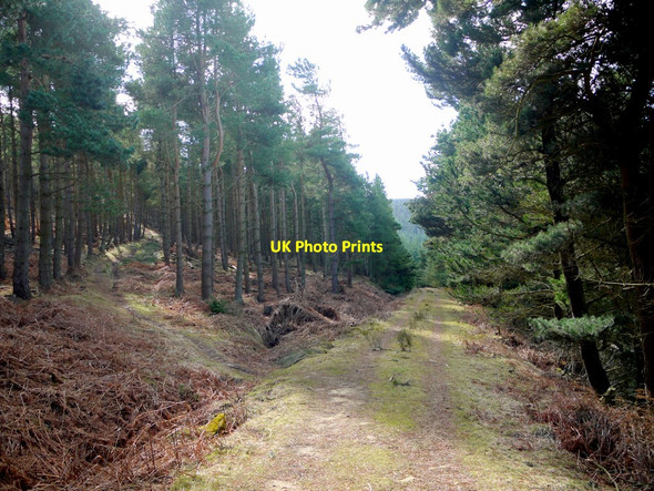 Photo 6"x4" Path and track junction, Simonside Forest Great Tosson c2010