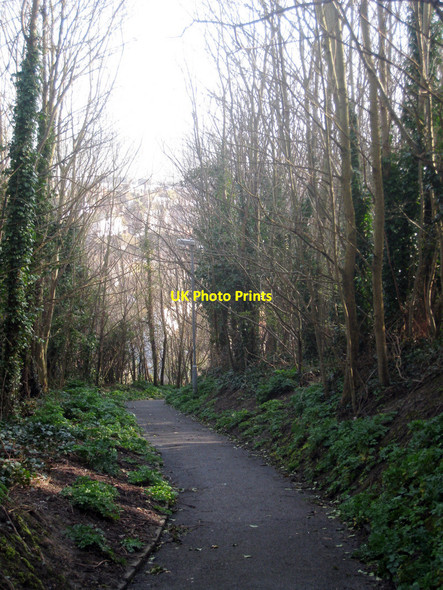 Photo 6"x4" Woodland off Croft Road Hastings\/TQ8110 c2010