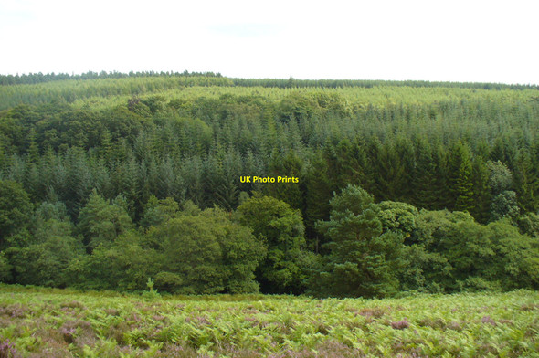 Photo 6"x4" Cropton Forest across the Valley Hartoft End c2008