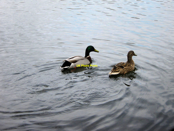 Photo 6"x4" Mallards on the lake Davenport\/SJ8065 c2010