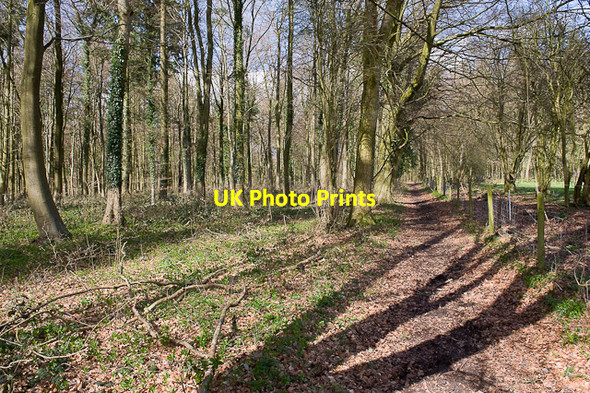 Photo 6"x4" Bridleway beside Bottom Copse Dean\/SU5619 c2010