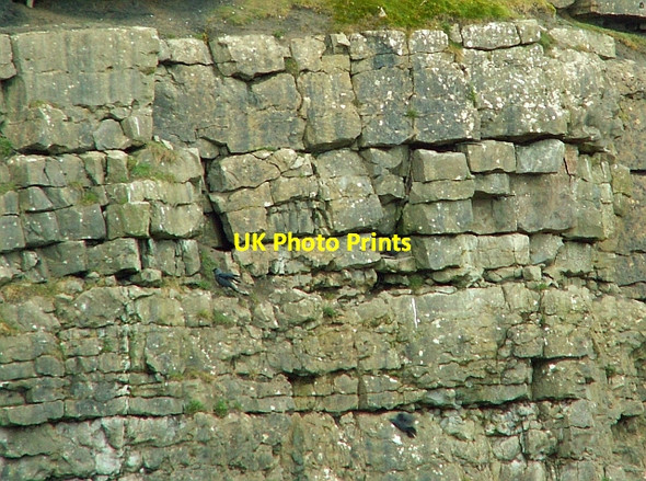 Photo 6"x4" Jackdaws on quarry face Whelpo c2006
