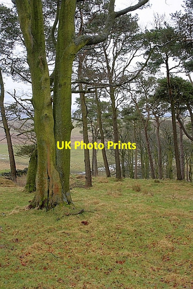 Photo 6"x4" Woodland, Cockmount Hill Blenkinsopp Hall c2010