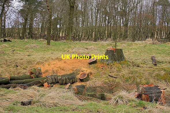 Photo 6"x4" Woodland Near Peel Birkshaw\/NY7765 c2010