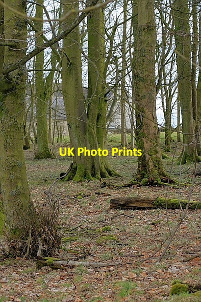 Photo 6"x4" Woodland Near Carrow Uppertown\/NY8672 c2010