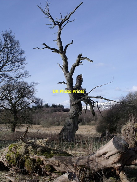 Photo 6"x4" Dead Tree, Mugdock Country Park Mugdock c2010