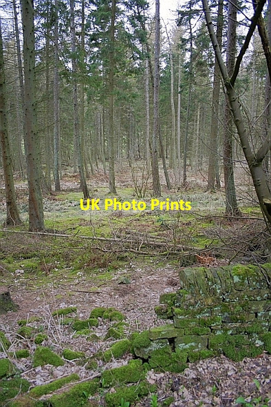 Photo 6"x4" Woodland Near Tower Tye Walwick c2010