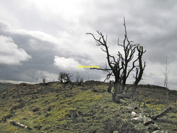 Photo 6"x4" Dead tree Bo c2010