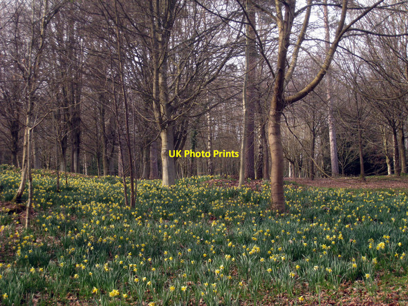 Photo 6"x4" Daffodils in Jockeys Wood Lye Green\/TQ5134 c2010