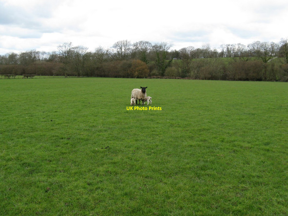 Photo 6"x4" New life at Newhouse Farm Southwater Street c2010