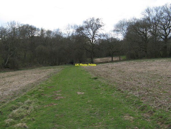 Photo 6"x4" Footpath entering Spring Wood Monk's Gate c2010