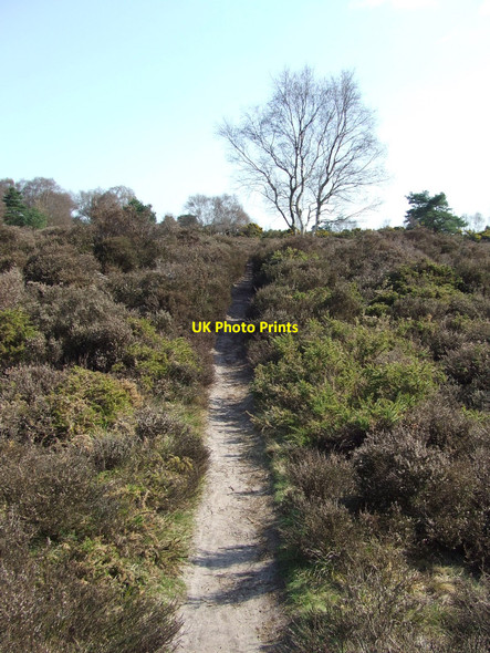Photo 6"x4" Dunwich Heath Dunwich c2010 P1