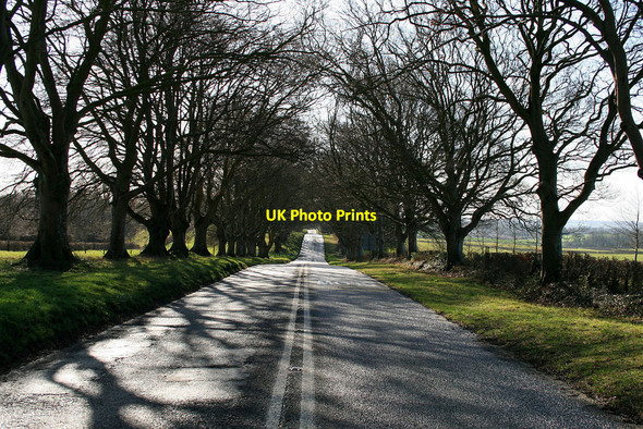 Photo 6"x4" The beech avenue Tadden c2010