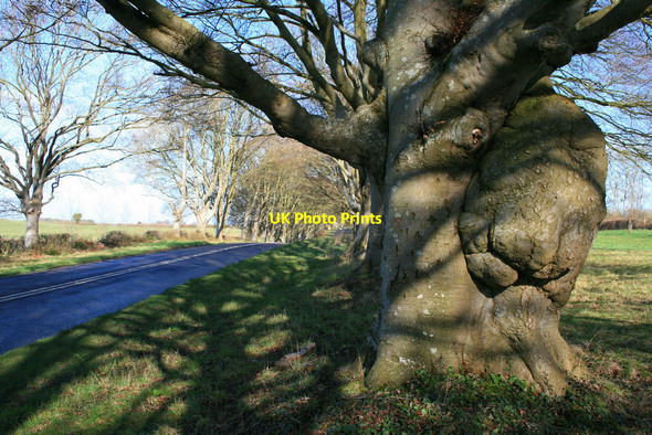 Photo 6"x4" One hundred and seventy five year old beech Tadden c2010
