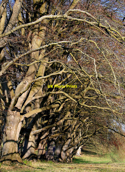 Photo 6"x4" The Kingston Lacy beech avenue Tadden c2010