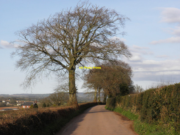 Photo 6"x4" Trees, on Sidmouth Road Langford\/ST0202 c2010