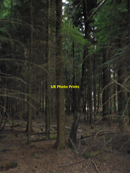 Photo 6"x4" The depths of the conifer plantation, at White Down Copse Hele\/SS9902 c2010