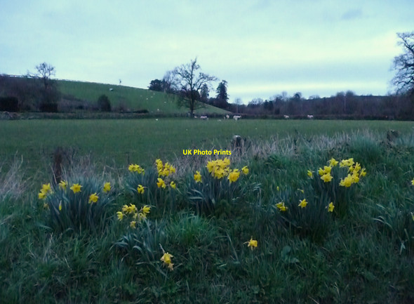 Photo 6"x4" Uplowman : Grassy Field & Daffodils Green Gate\/ST0115 c2010