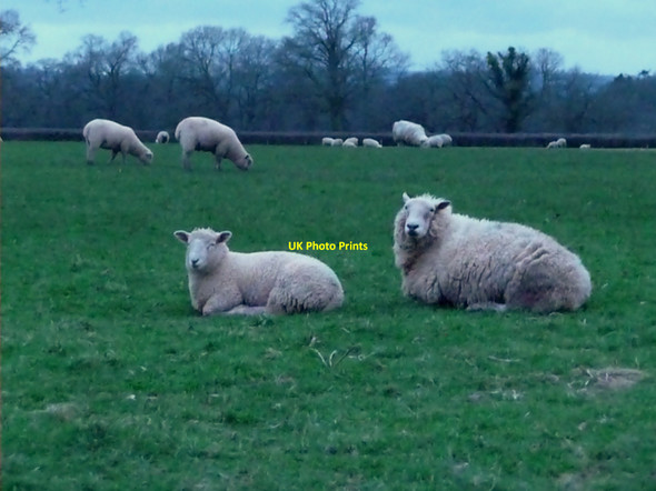 Photo 6"x4" Uplowman : Sheep & Grassy Field Green Gate\/ST0115 c2010