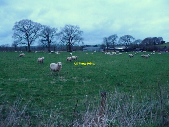 Photo 6"x4" Uplowman : Grassy Field & Sheep Green Gate\/ST0115 c2010