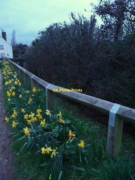 Photo 6"x4" Uplowman : Daffodils & Fence Green Gate\/ST0115 c2010