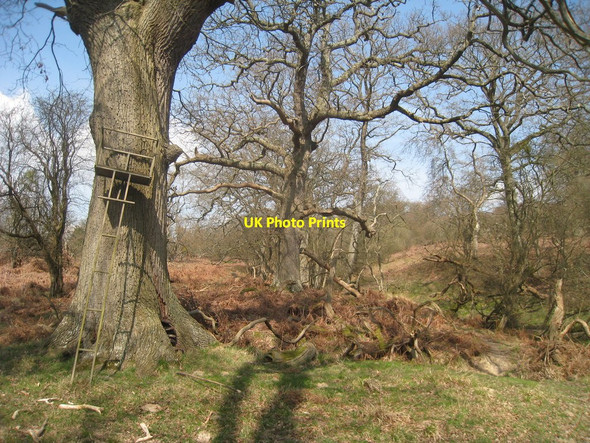 Photo 6"x4" Eridge Old Park Eridge Green c2010