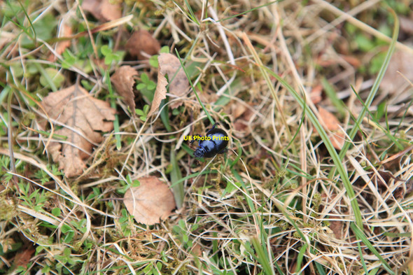 Photo 6"x4" Beetle on roadside verge Lochdon c2010