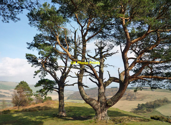 Photo 6"x4" Scots Pine on the Knock Farril ridge Knockfarrel c2010