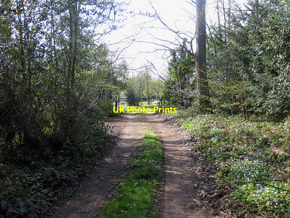 Photo 6"x4" Track through Linton Wood Gorsley Common c2010