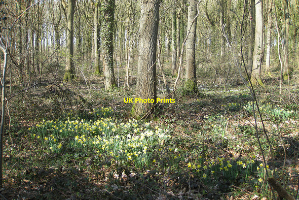 Photo 6"x4" Wild daffodils in Ox Lodge Wood Gorsley Common c2010