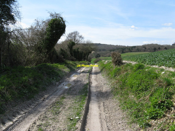 Photo 6"x4" West along access route to Dog Kennels East Lavington c2010