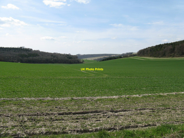 Photo 6"x4" Downland scene north of Glatting Beacon Sutton\/SU9715 c2010