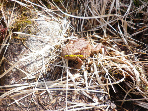 Photo 6"x4" Common Toad, in the upper Erme valley Torr\/SX6160 c2010