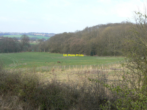 Photo 6"x4" View to Forty Horse Wood Ripley\/SK4050 c2010