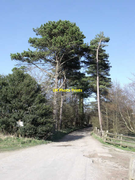 Photo 6"x4" Pines at Truleigh Hill, West Sussex Edburton c2010