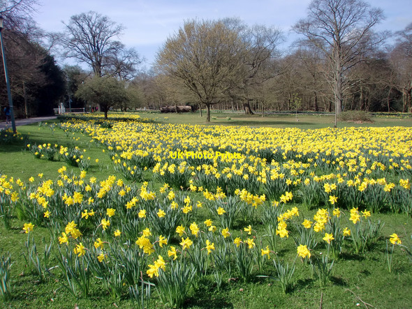 Photo 6"x4" Daffodils in Trent Park, London N14 Botany Bay\/TQ2999 c2010