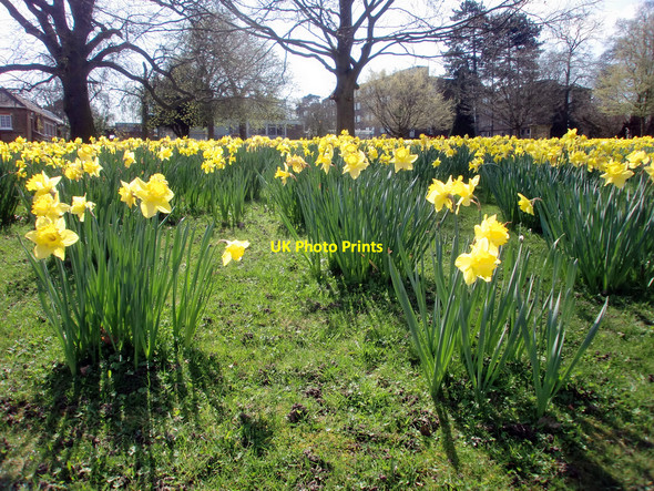 Photo 6"x4" Daffodils in Trent Park, London N14 Botany Bay\/TQ2999 c2010