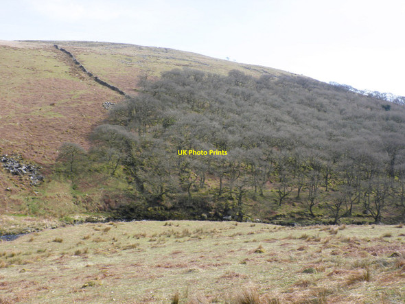 Photo 6"x4" Piles Copse, with Harford Moor above Harford\/SX6359 c2010