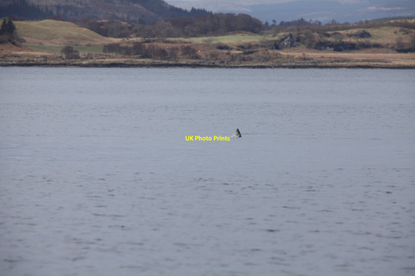 Photo 6"x4" Harbour Seal near Grasspoint Mull Lochdon c2010