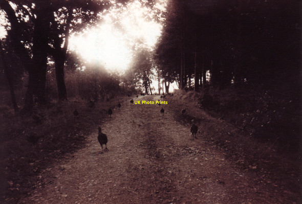 Photo 6"x4" Follow me Skipness c1997