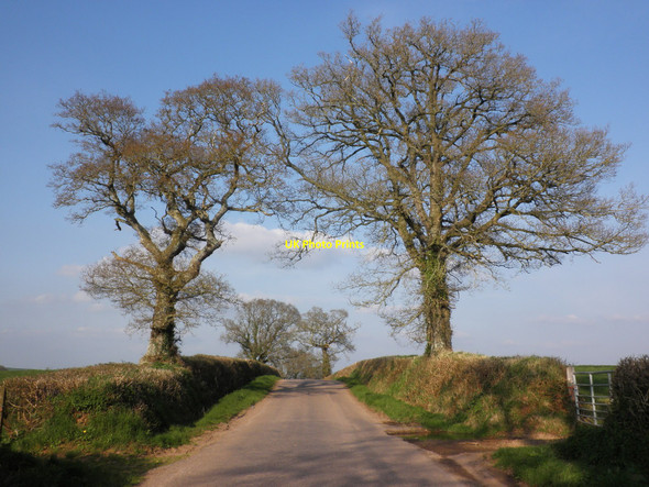 Photo 6"x4" Mature trees line the road to Ashclyst Higher Burrowtown c2010