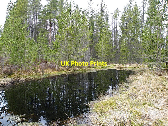 Photo 6"x4" Forest Pond Auchinderran\/NJ4055 c2010